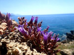 Campanula on sea rocks