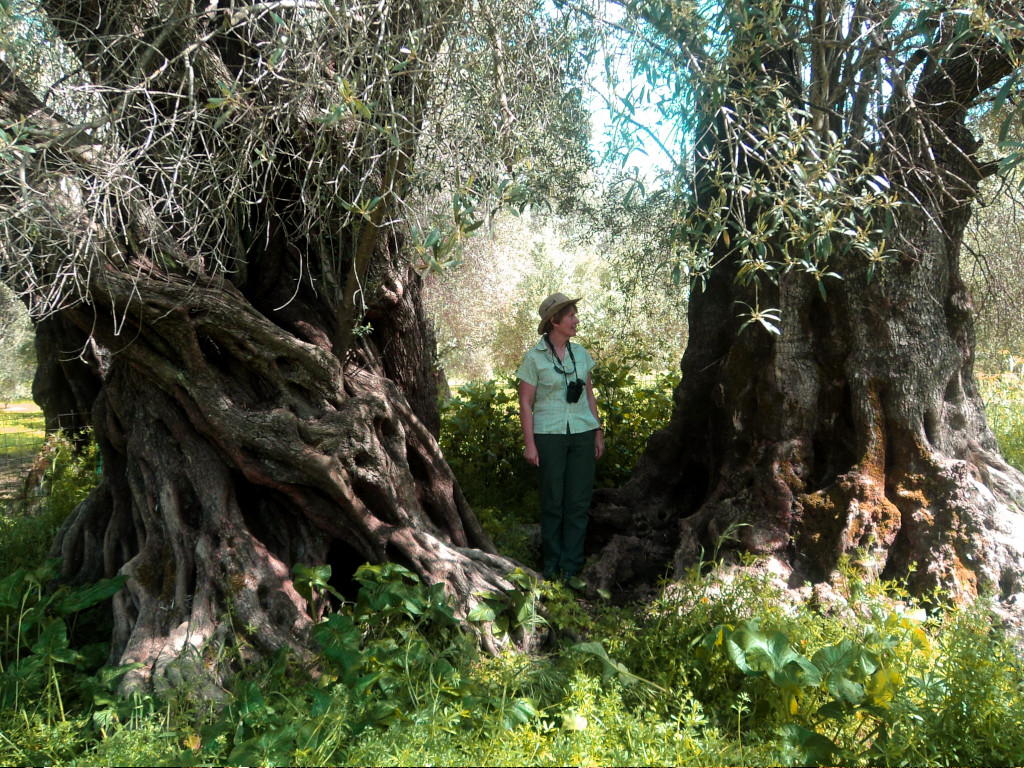 Ancient olive tree in Amari